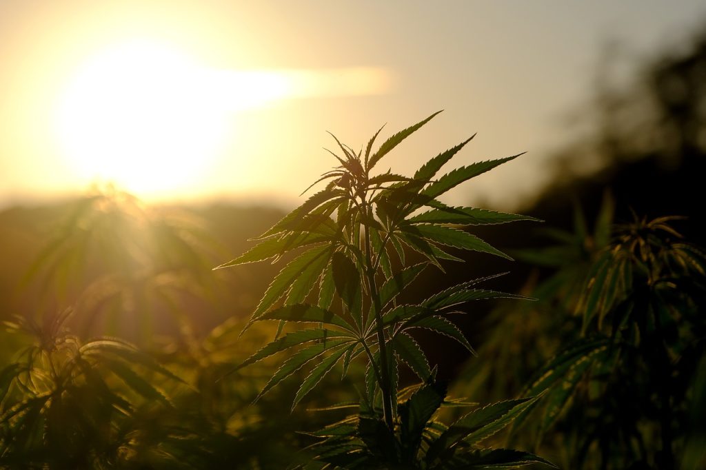 medical marijuana car in charleston