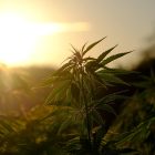 medical marijuana car in charleston